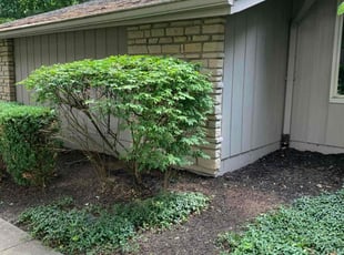 Bush Trimming by Randall Riffle Jr. for Roger S. in Columbus, OH