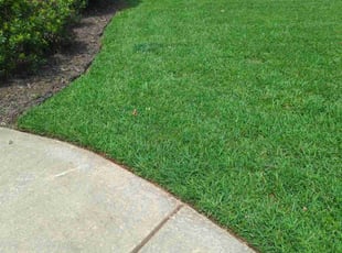Andrea G.'s Lawn Mowing service result
