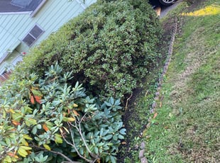 Bush Trimming by LeQuan Mosley for Shohei N. in Bethesda, MD