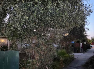 Bush Trimming by Adele Stoddard for ANGELA E. in San Diego, CA