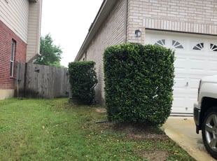 Bush Trimming by Bradley Matthiesen for Naomi C. in San Antonio, TX