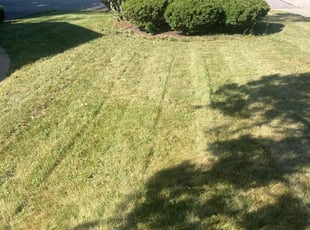 Safa H.'s Lawn Care service result