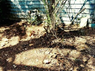 Leaf Removal by Michael Iannotta for Harold S. in Ronkonkoma, NY
