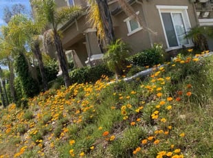 Bush Trimming by Andrea Villalpando for Everett S. in Rancho Cucamonga, CA