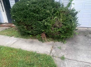 Bush Trimming by Shakera Dixon for Richard S. in Charlotte, NC