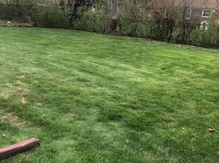 Leaf Removal by Japheus Sanders for Angela P. in Oak Park, MI