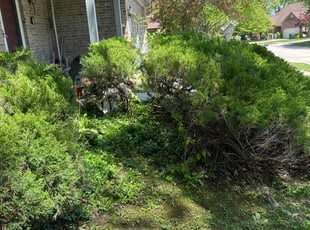 Bush Trimming by Luis Contreras for Susan T. in Indianapolis, IN