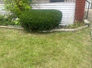 Bush Trimming by John Panich for Traci J. in Detroit, MI