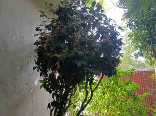 Felix G.'s Bush Trimming service result