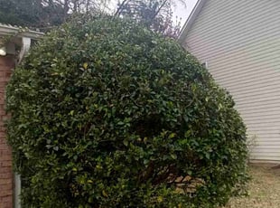 Bush Trimming by Enrique Juarez for Quinnice Y. in Kennesaw, GA