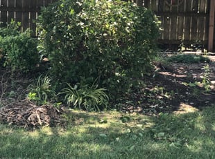 Bush Trimming by Kevin Whitbeck for Daniel M. in Virginia Beach, VA