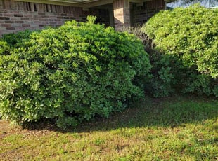 Bush Trimming by Gladis Carcamo for Malcolm J. in Katy, TX