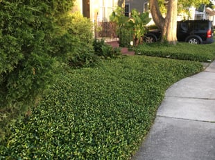 Bush Trimming by Lawrence Pourciau for Richelle C. in Metairie, LA
