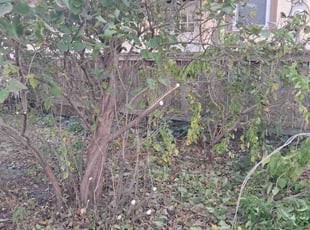 Bush Trimming by Nestor Lema for Angie P. in Minneapolis, MN