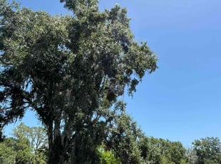 Eliza L.'s Bush Trimming service result