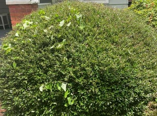 Kevin G.'s Bush Trimming service result