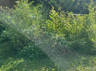 Raven H.'s Cleanups service result