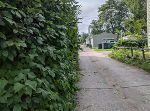 Bush Trimming by Jackie Lindfors for Mary M. in Minneapolis, MN