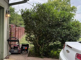 Irene S.'s Bush Trimming service result