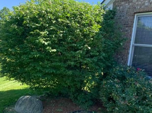 Bush Trimming by Jt Sallee for Mary Jo O. in Liberty Township, OH