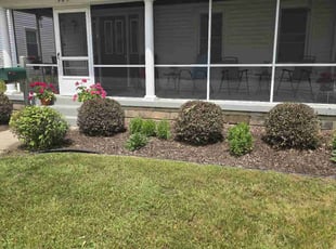 Ben M.'s Bush Trimming service result