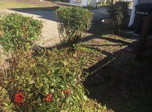 Bush Trimming by Shawn Darland for Kelli C. in Virginia Beach, VA