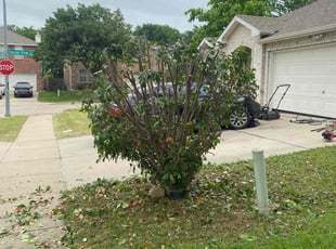 Bush Trimming by Steele Shepherd for James W. in Fort Worth, TX