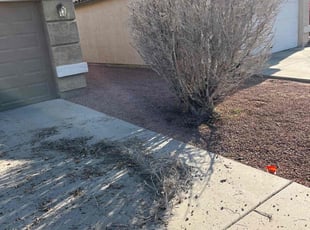 Bush Trimming by Lavelle Thompson for Malik K. in Surprise, AZ
