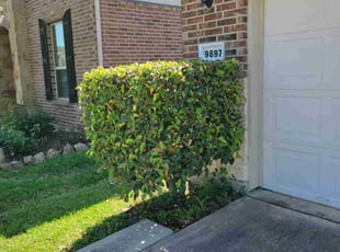 Bush Trimming by Gladis Carcamo for Jason T. in Brookshire, TX