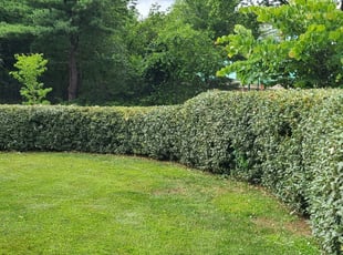 Bush Trimming by Ramiro Soriano for Shohei N. in Bethesda, MD