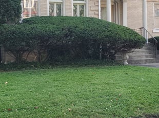 Bush Trimming by Brandon Morris for Robert L. in Pittsburgh, PA