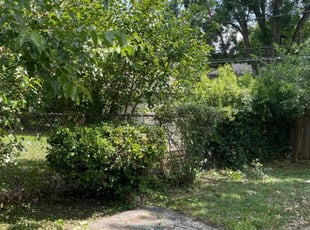 Bush Trimming by Scott Culala for Taylor R. in Overland Park, KS