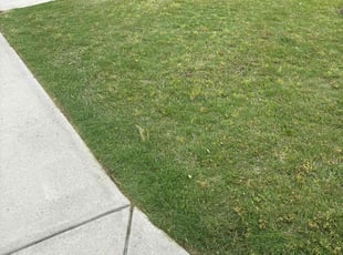Dominique S.'s Lawn Mowing Service service result