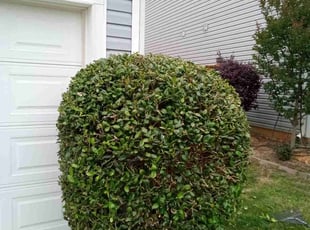 Bush Trimming by Eric Lewis for Lacy B. in Monroe, NC