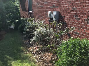 Bush Trimming by Corey Hubbard for Paula H. in Rock Hill, SC