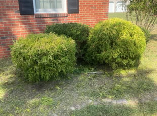 Bush Trimming by Andree Dualan for Aaron Z. in Virginia Beach, VA