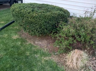 Bush Trimming by Gary Young for Stephen S. in Ferndale, MI