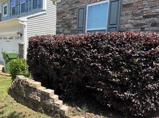 Thomas C.'s Bush Trimming service result