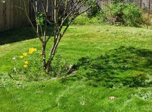 Cleanups by Brandon Hill for Alan a. in West Linn, OR