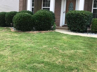 Bush Trimming by Steve Taylor for Alfye G. in LITHONIA, GA