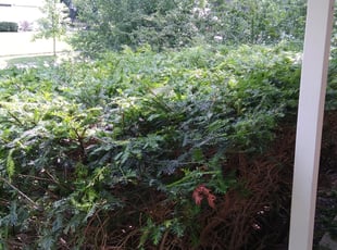Bush Trimming by Matt George for Karyn K. in Madison, WI