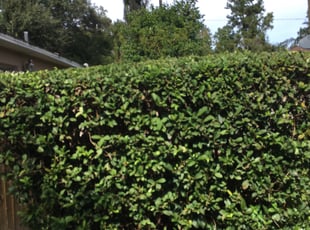 Bush Trimming by Onel Cherilus for Stacy M. in Apopka, FL