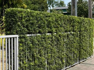 Bush Trimming by Raรบl Garcรญa for Lori F. in Miami, FL