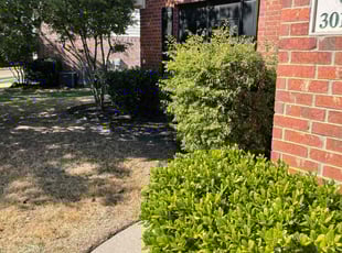 Bush Trimming by Leave it UP 2 Us, Llc for Todd T. in Burleson, TX