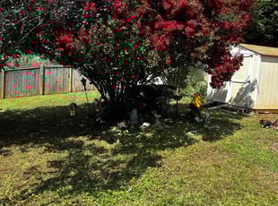 Tony S.'s Cleanups service result