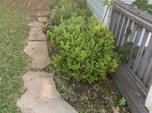 Bush Trimming by Carjaseph Bell for Priana M. in Bellaire, TX