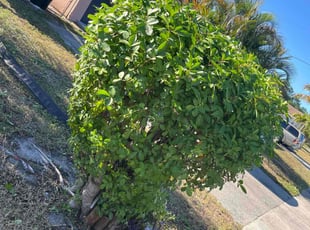Bush Trimming by Markeith Whittaker for Daniel Z. in Fort Lauderdale, FL