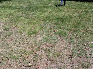 Leaf Removal by Miguel Roman jr for Connie P. in Nashua, NH