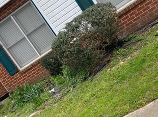 Bush Trimming by Chris Gilliam for Tony D. in Yorktown, VA
