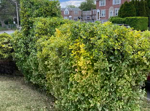 Bush Trimming by Darren Burch for Kristi M. in Drexel Hill, PA